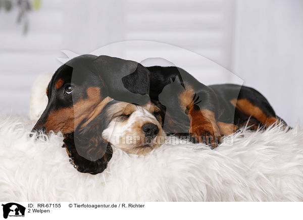 2 Welpen / 2 Puppies / RR-67155