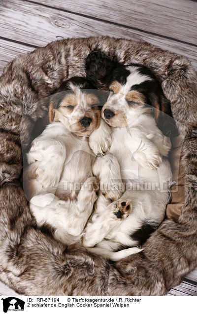 2 schlafende English Cocker Spaniel Welpen / 2 sleeping English Cocker Spaniel Puppies / RR-67194