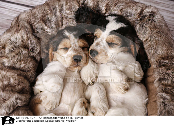 2 schlafende English Cocker Spaniel Welpen / 2 sleeping English Cocker Spaniel Puppies / RR-67197