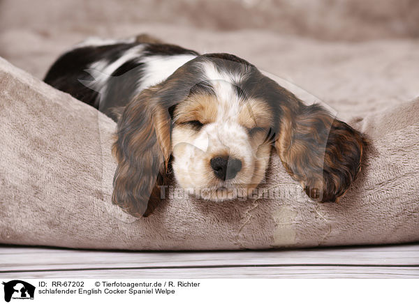 schlafender English Cocker Spaniel Welpe / sleeping English Cocker Spaniel Puppy / RR-67202