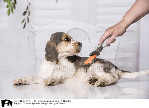 English Cocker Spaniel Welpe wird gebrstet / brushing an English Cocker Spaniel Puppy / RR-67242