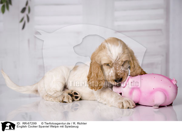 English Cocker Spaniel Welpe mit Spielzeug / English Cocker Spaniel Puppy with toy / RR-67299