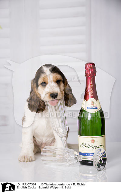 English Cocker Spaniel Welpe mit Sekt / English Cocker Spaniel Puppy with champagne / RR-67307