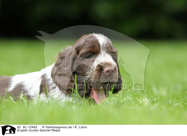 English Cocker Spaniel Welpe / English Cocker Spaniel Puppy / KL-15482