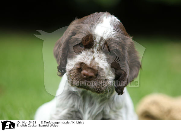 English Cocker Spaniel Welpe / English Cocker Spaniel Puppy / KL-15493