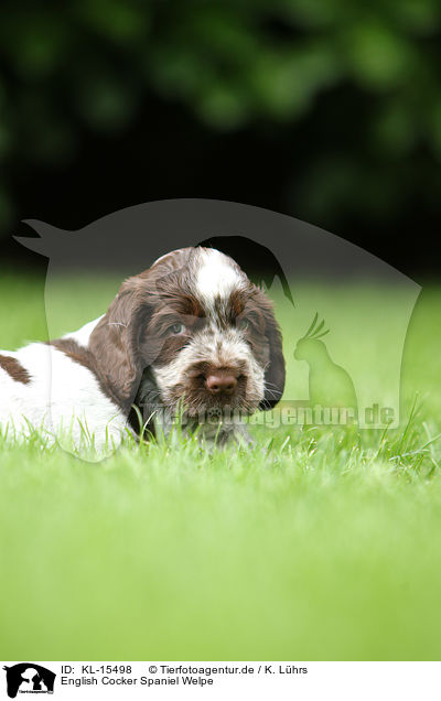 English Cocker Spaniel Welpe / English Cocker Spaniel Puppy / KL-15498