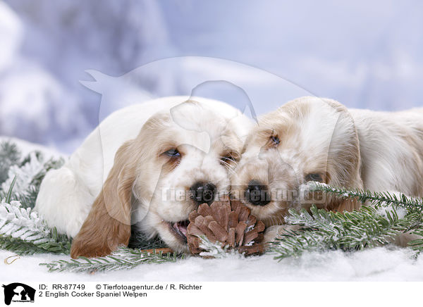 2 English Cocker Spaniel Welpen / 2 English Cocker Spaniel Puppies / RR-87749