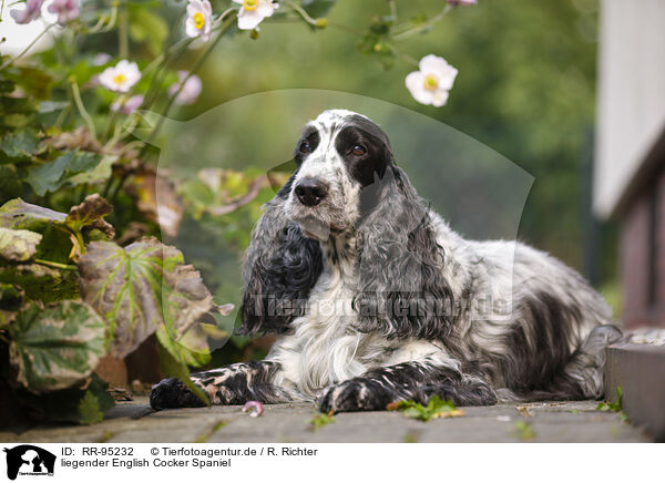 liegender English Cocker Spaniel / lying English Cocker Spaniel / RR-95232