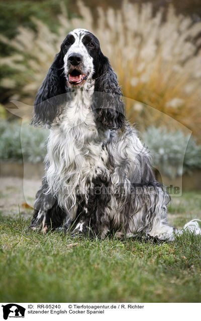 sitzender English Cocker Spaniel / sitting English Cocker Spaniel / RR-95240