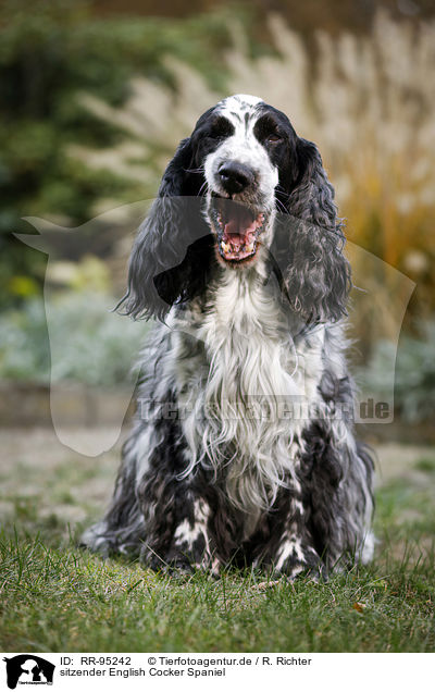 sitzender English Cocker Spaniel / sitting English Cocker Spaniel / RR-95242