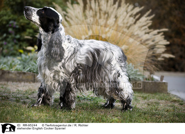 stehender English Cocker Spaniel / standing English Cocker Spaniel / RR-95244