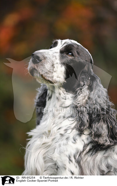 English Cocker Spaniel Portrait / English Cocker Spaniel Portrait / RR-95254