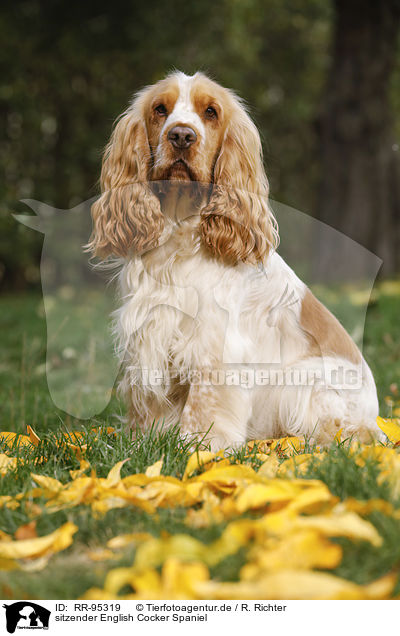 sitzender English Cocker Spaniel / sitting English Cocker Spaniel / RR-95319