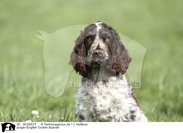 junger English Cocker Spaniel / young English Cocker Spaniel / JH-26577