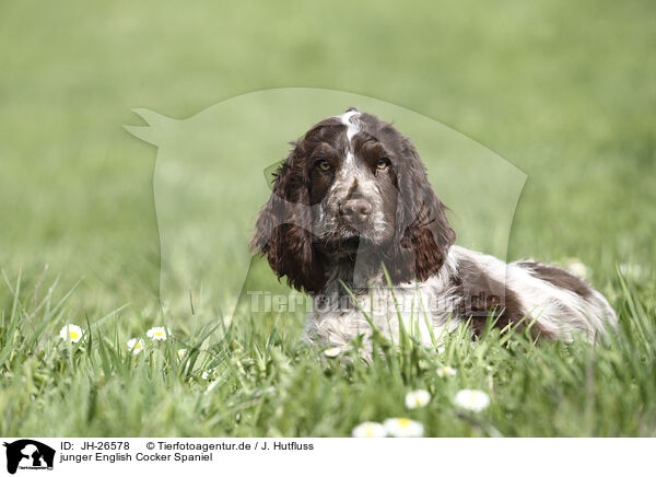 junger English Cocker Spaniel / young English Cocker Spaniel / JH-26578