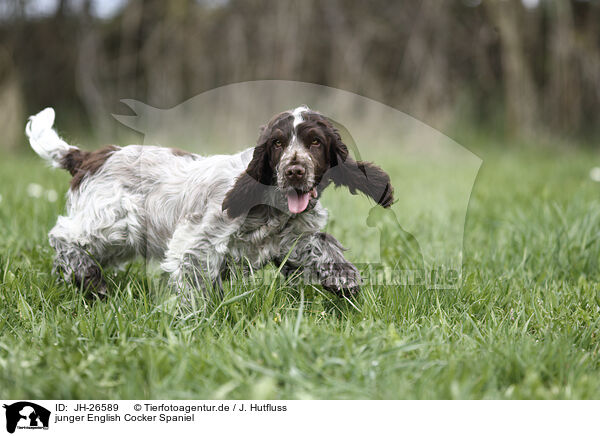 junger English Cocker Spaniel / young English Cocker Spaniel / JH-26589