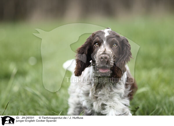 junger English Cocker Spaniel / young English Cocker Spaniel / JH-26591