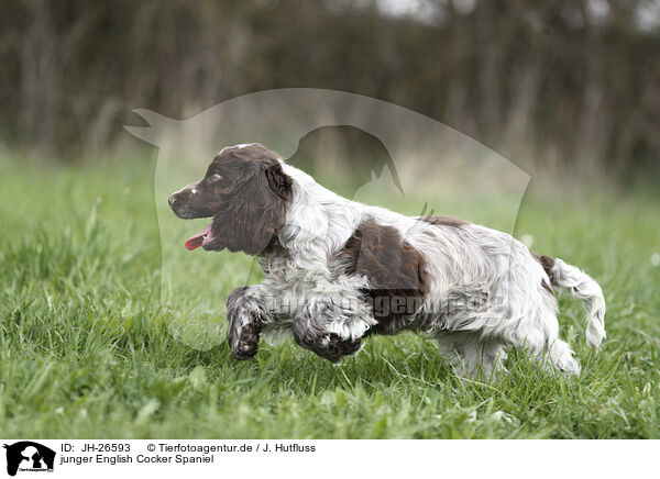 junger English Cocker Spaniel / young English Cocker Spaniel / JH-26593