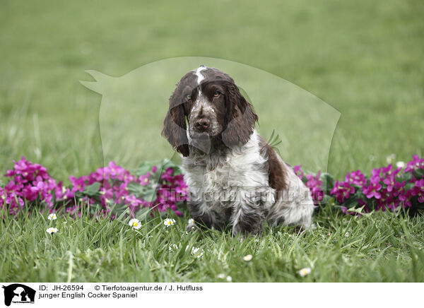 junger English Cocker Spaniel / young English Cocker Spaniel / JH-26594