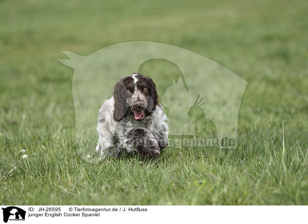 junger English Cocker Spaniel / young English Cocker Spaniel / JH-26595