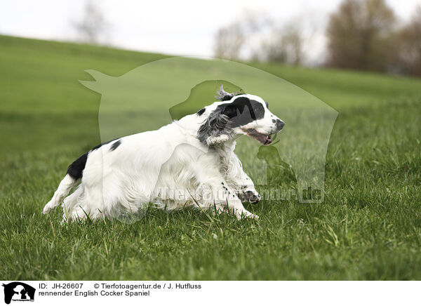 rennender English Cocker Spaniel / running English Cocker Spaniel / JH-26607