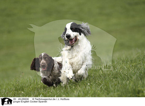 junger English Cocker Spaniel / young English Cocker Spaniel / JH-26608