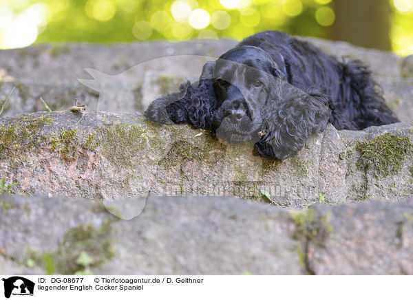 liegender English Cocker Spaniel / lying English Cocker Spaniel / DG-08677