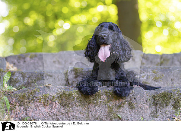 liegender English Cocker Spaniel / lying English Cocker Spaniel / DG-08678