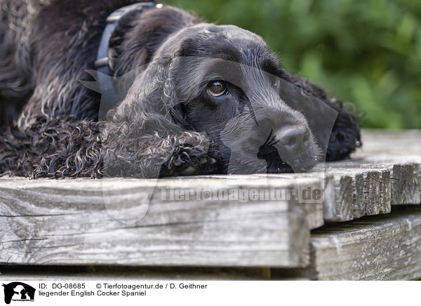 liegender English Cocker Spaniel / lying English Cocker Spaniel / DG-08685