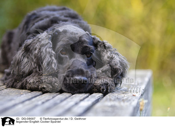 liegender English Cocker Spaniel / lying English Cocker Spaniel / DG-08687