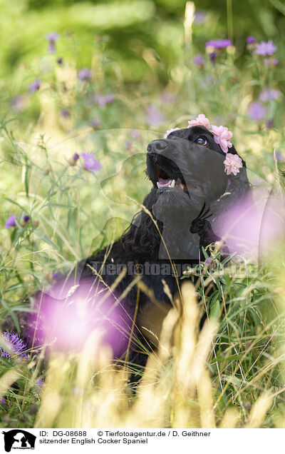 sitzender English Cocker Spaniel / sitting English Cocker Spaniel / DG-08688