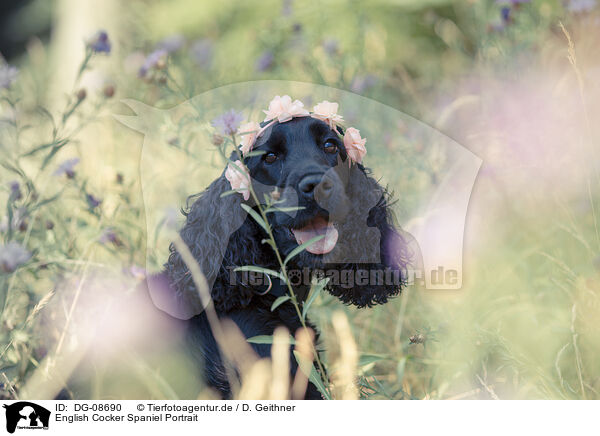 English Cocker Spaniel Portrait / English Cocker Spaniel Portrait / DG-08690