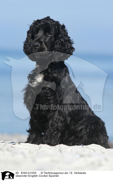 sitzender English Cocker Spaniel / sitting English Cocker Spaniel / EHO-01054