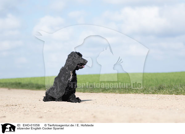 sitzender English Cocker Spaniel / sitting English Cocker Spaniel / EHO-01058