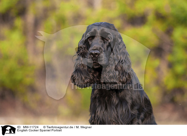 English Cocker Spaniel Portrait / English Cocker Spaniel Portrait / MW-11724