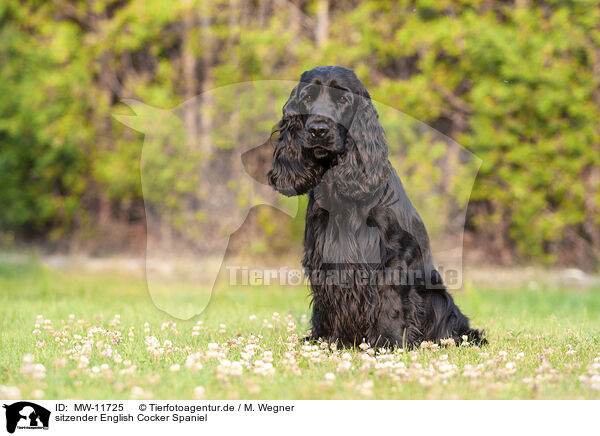 sitzender English Cocker Spaniel / sitting English Cocker Spaniel / MW-11725