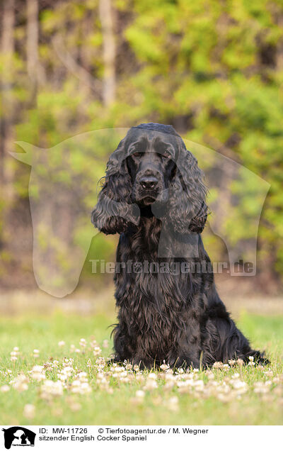 sitzender English Cocker Spaniel / sitting English Cocker Spaniel / MW-11726