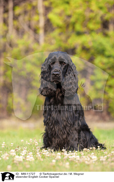 sitzender English Cocker Spaniel / sitting English Cocker Spaniel / MW-11727