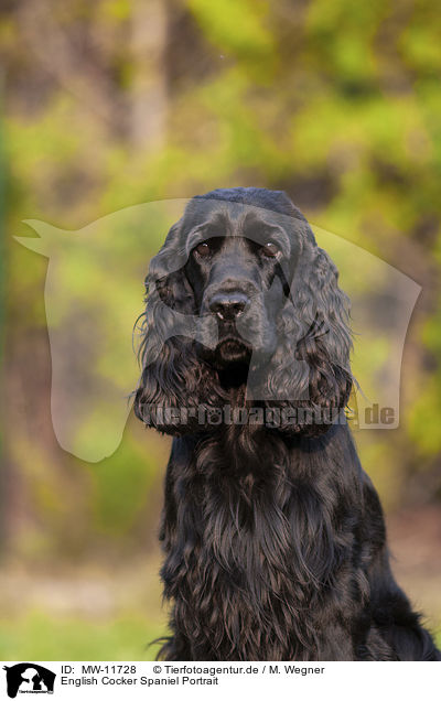 English Cocker Spaniel Portrait / English Cocker Spaniel Portrait / MW-11728