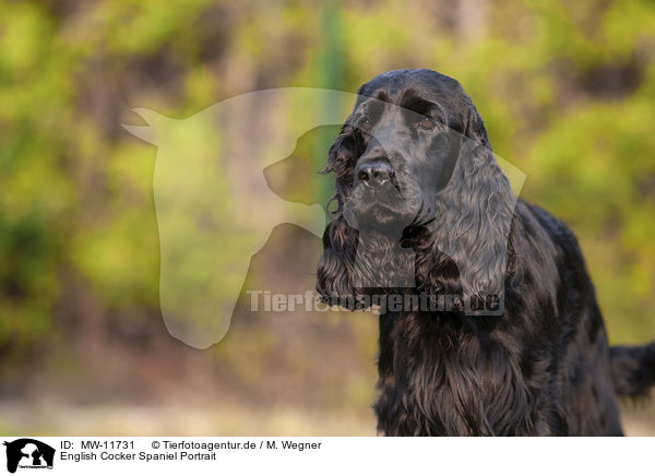 English Cocker Spaniel Portrait / English Cocker Spaniel Portrait / MW-11731