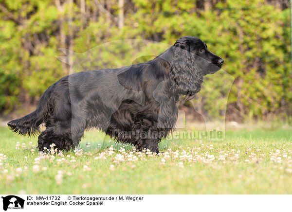 stehender English Cocker Spaniel / standing English Cocker Spaniel / MW-11732