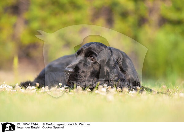 liegender English Cocker Spaniel / lying English Cocker Spaniel / MW-11744