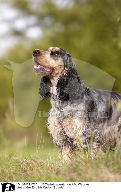 stehender English Cocker Spaniel / standing English Cocker Spaniel / MW-11760