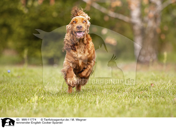 rennender English Cocker Spaniel / running English Cocker Spaniel / MW-11774