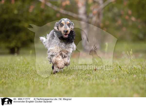 rennender English Cocker Spaniel / running English Cocker Spaniel / MW-11777