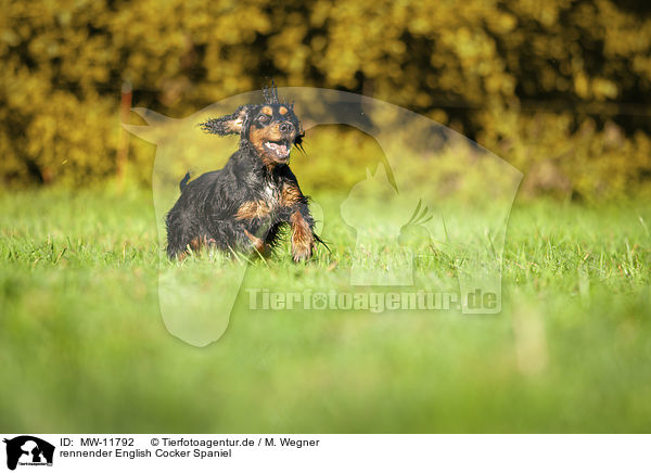 rennender English Cocker Spaniel / running English Cocker Spaniel / MW-11792