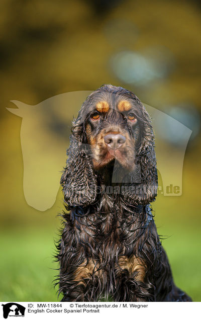 English Cocker Spaniel Portrait / English Cocker Spaniel Portrait / MW-11844