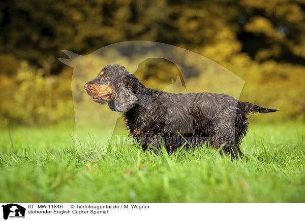 stehender English Cocker Spaniel / standing English Cocker Spaniel / MW-11846