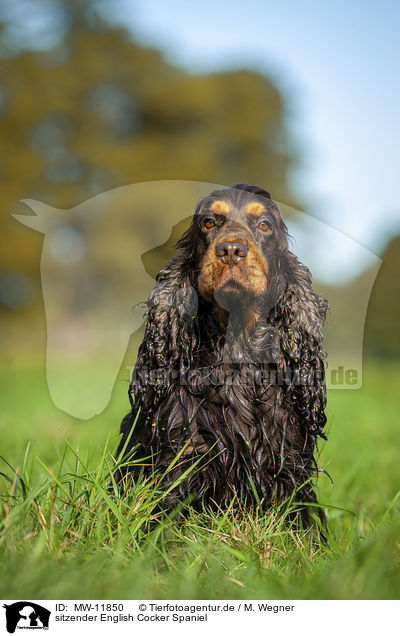 sitzender English Cocker Spaniel / sitting English Cocker Spaniel / MW-11850