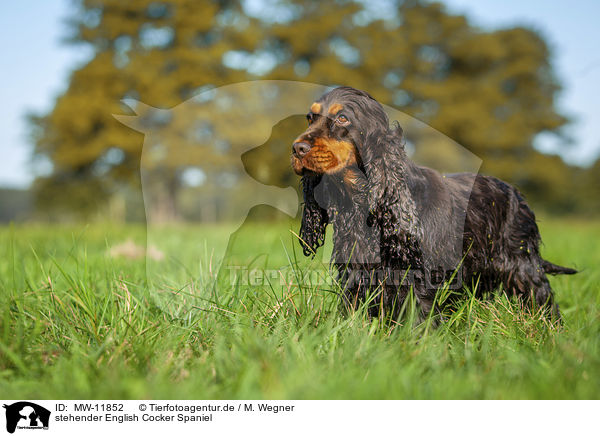 stehender English Cocker Spaniel / standing English Cocker Spaniel / MW-11852